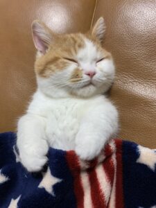 sleeping_baby_cat
