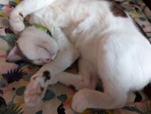 サイアモティフ・ブティック・ホテルの猫が寝ている