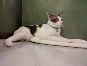 サイアモティフ・ブティック・ホテルの猫が客室に遊びに来た